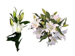 Lily 70 cm, white, 1 pc. (delivery only in Riga and Riga region)