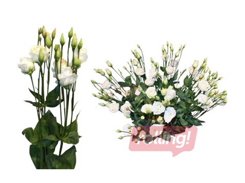 Lizantes 60 cm, baltas, 1 gab. (piegāde tikai Rīgā un Rīgas rajonā)