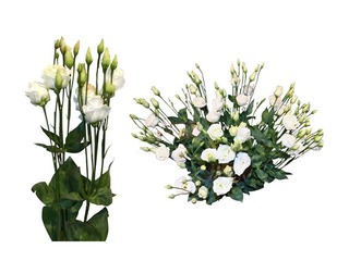 Lizantes 60 cm, baltas, 1 gab. (piegāde tikai Rīgā un Rīgas rajonā)