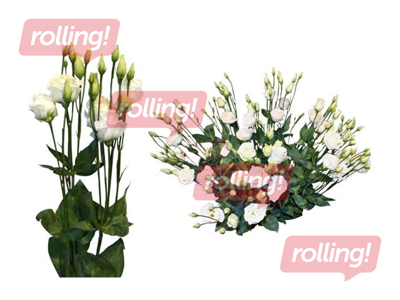 Lizantes 60 cm, baltas, 1 gab. (piegāde tikai Rīgā un Rīgas rajonā)