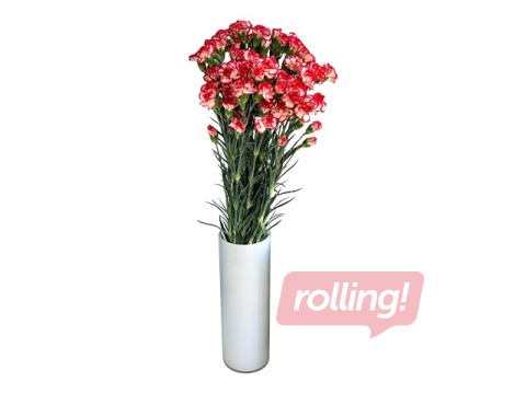 Carnations Minuetto, 60cm, 19 pcs.