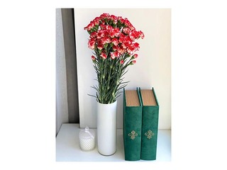 Carnations Minuetto, 60cm, 19 pcs.