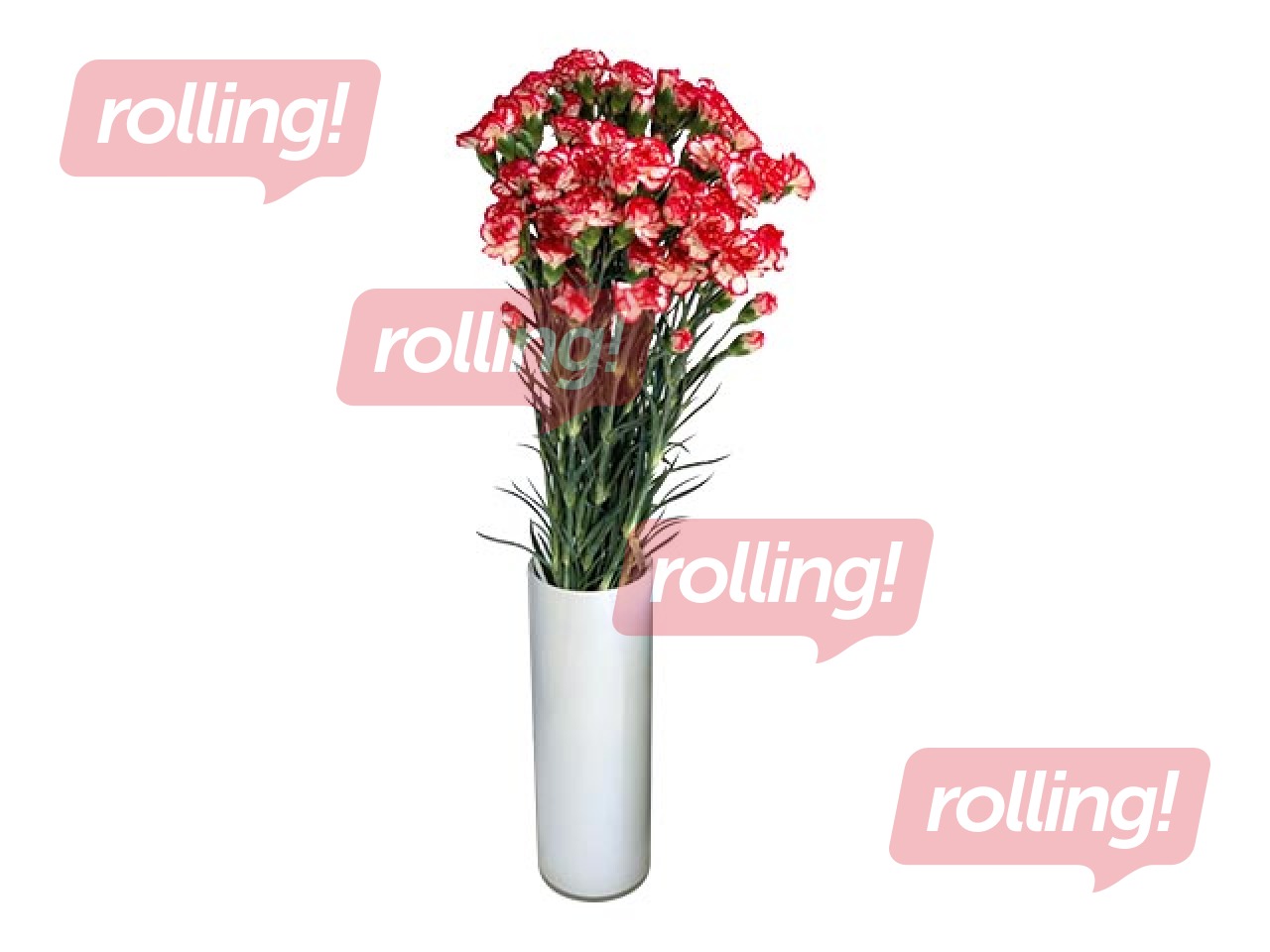 Гвоздики Minuetto, 60см, 19 шт.