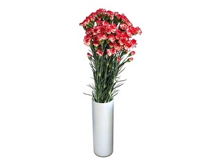 Nelgid Minuetto, 60cm, 19 tk.