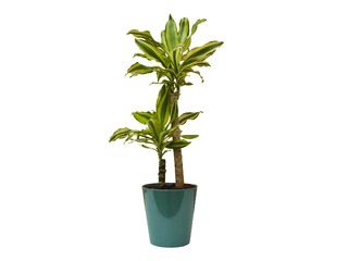 Telpaugs Dracena Green,  ~ 80cm