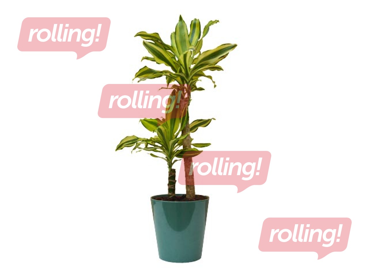 Telpaugs Dracena Green,  ~ 80cm