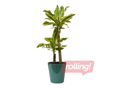 Toataim  Dracena Green, ~ 80 cm