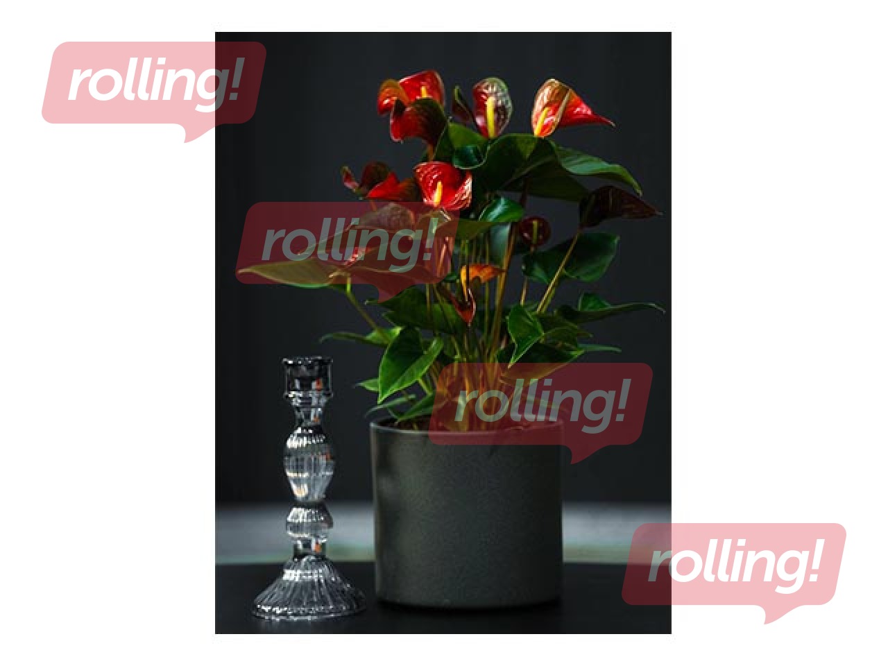 Indoor plant  Anthurium dynamite red