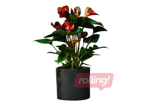 Toataim Anthurium dynamite red