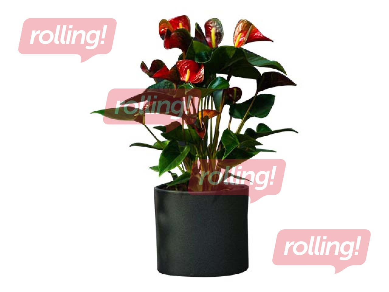 Цветочная композиция Anthurium dynamite red