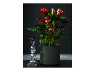 Цветочная композиция Anthurium dynamite red