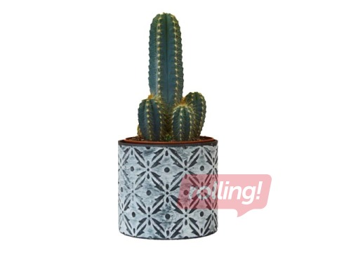 Indoor plant Cactus, ~ 32cm