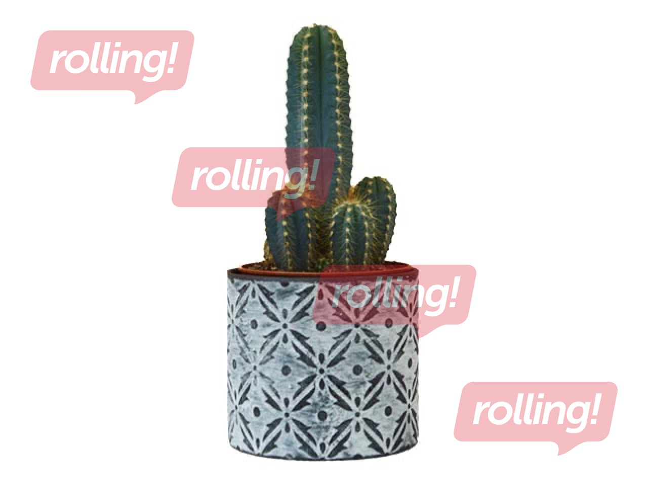 Indoor plant Cactus, ~ 32cm