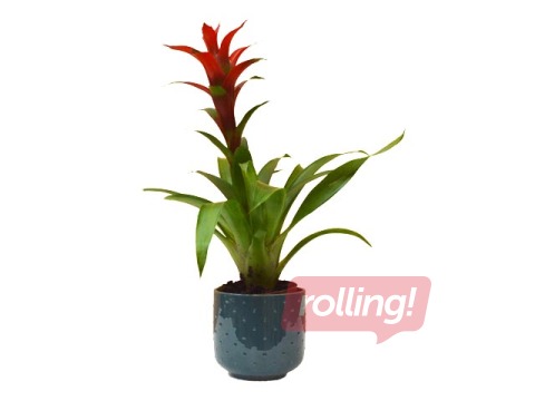 Indoor plant Guzmania,  ~ 50cm