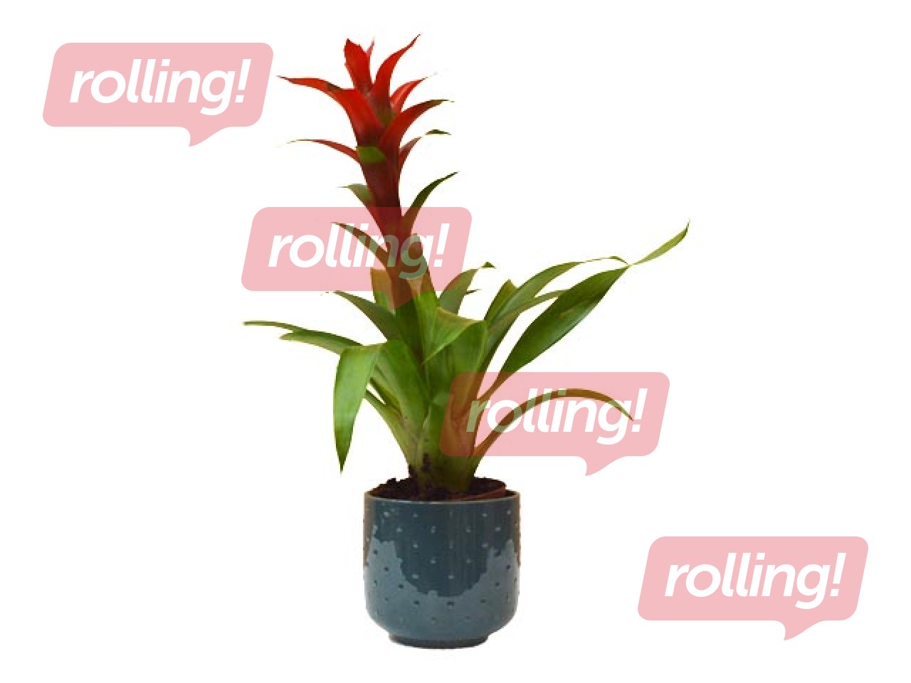 Indoor plant Guzmania,  ~ 50cm