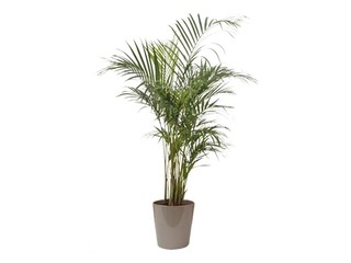 Комнатное растение Dypsis,  ~ 82cm