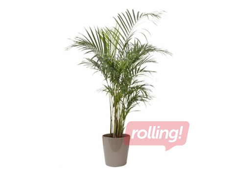 Telpaugs Dypsis,  ~ 82cm