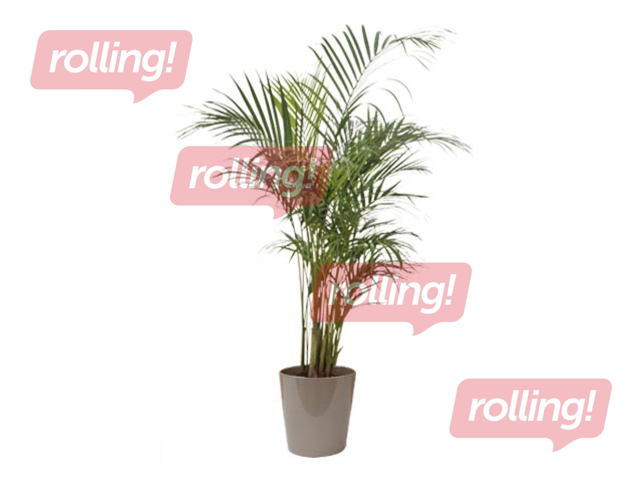 Telpaugs Dypsis,  ~ 82cm