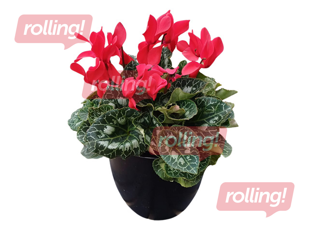 Alpu vijolīte (ciklamena), dekoratīvajā plastmasas podā, sarkana, Ø10-12cm