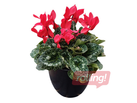 Alpu vijolīte (ciklamena), sarkana, dekoratīvajā plastmasas podā, Ø10-12cm