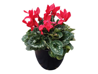 Alpu vijolīte (ciklamena), sarkana, dekoratīvajā plastmasas podā, Ø10-12cm