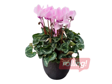 Alpu vijolīte (ciklamena), dekoratīvajā plastmasas podā, rozā, Ø10-12cm