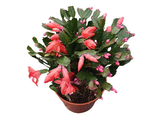 Christmas cactus in a plastic pot, red, Ø15–17cm