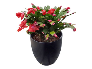 Ziemassvētku kaktuss, plastmasas podā, sarkans, Ø15-17cm