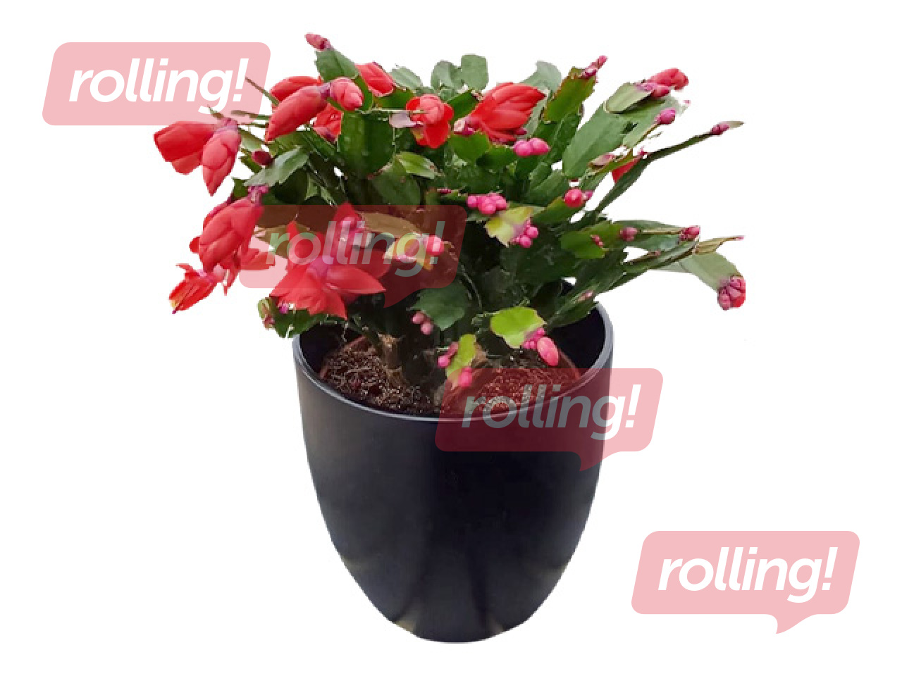 Ziemassvētku kaktuss, plastmasas podā, sarkans, Ø15-17cm