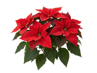 Puansetija, sarkana, Ø12cm