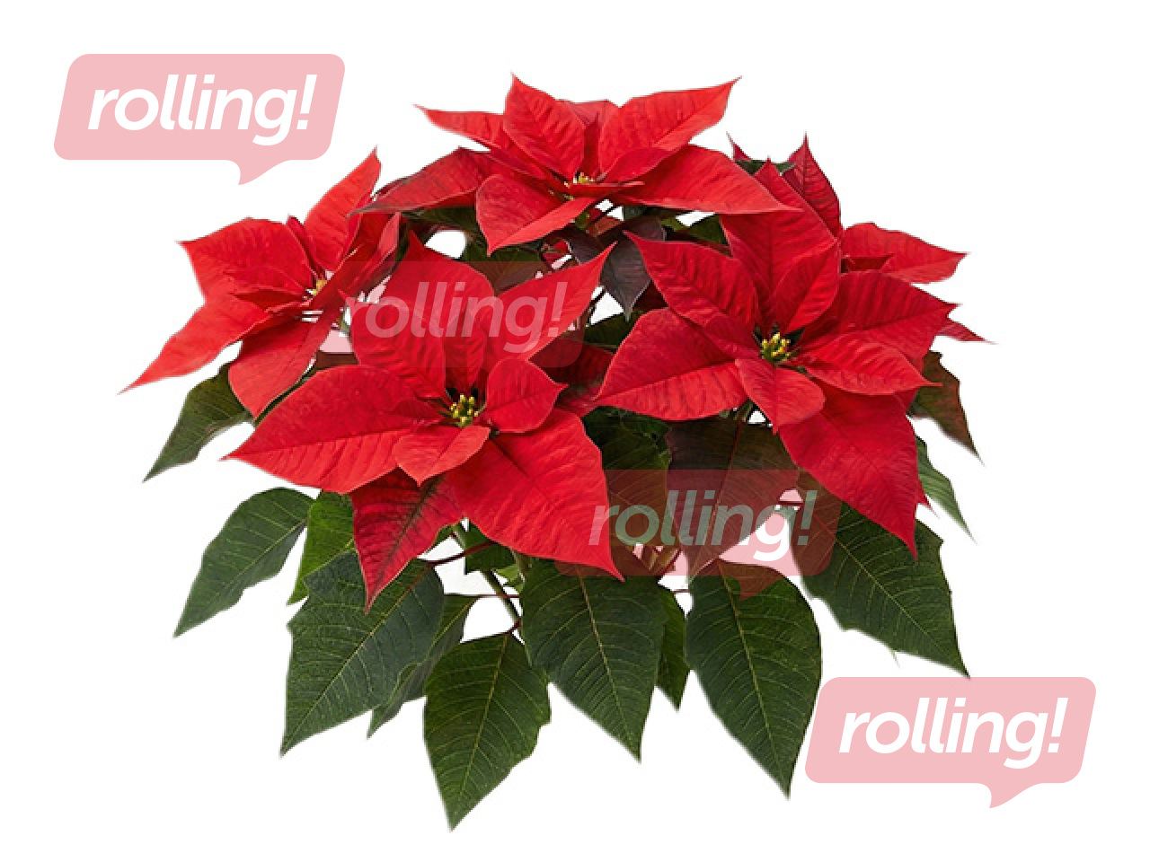 Puansetija, sarkana, Ø12cm