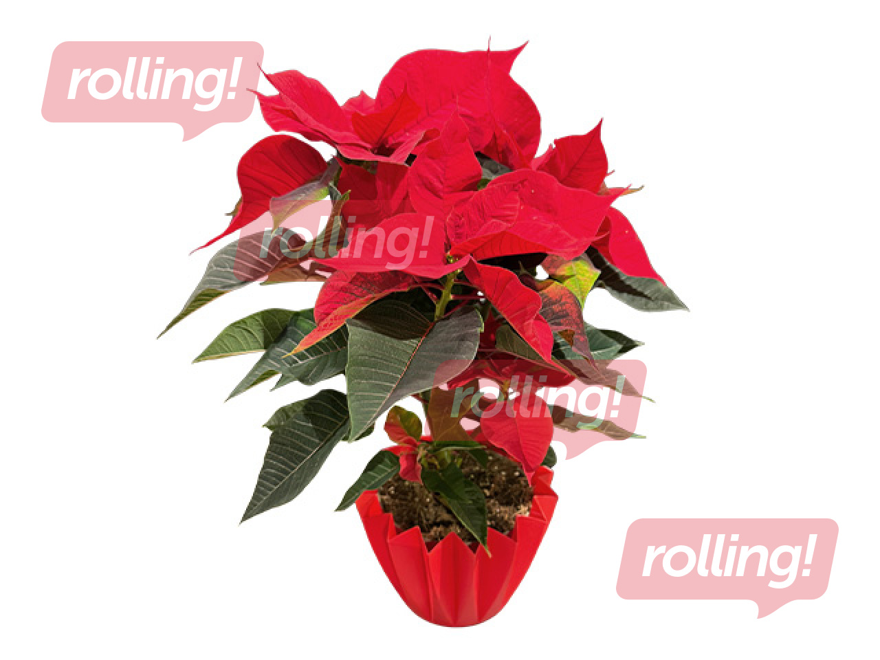 Puansetija, sarkana, Ø12cm