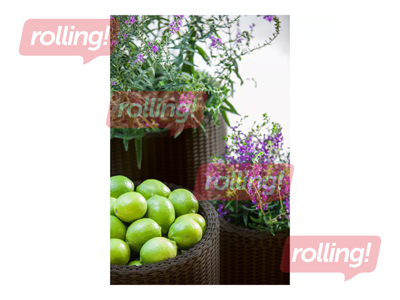 Dekoratīvo puķu podu komplekts Keter Cylinder Planters, plastmasas, brūni, S+M+L, 3 gab.