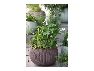 Dekoratīvais puķu pods Keter Cozy M, karināms, plastmasas, violets, Ø36cm