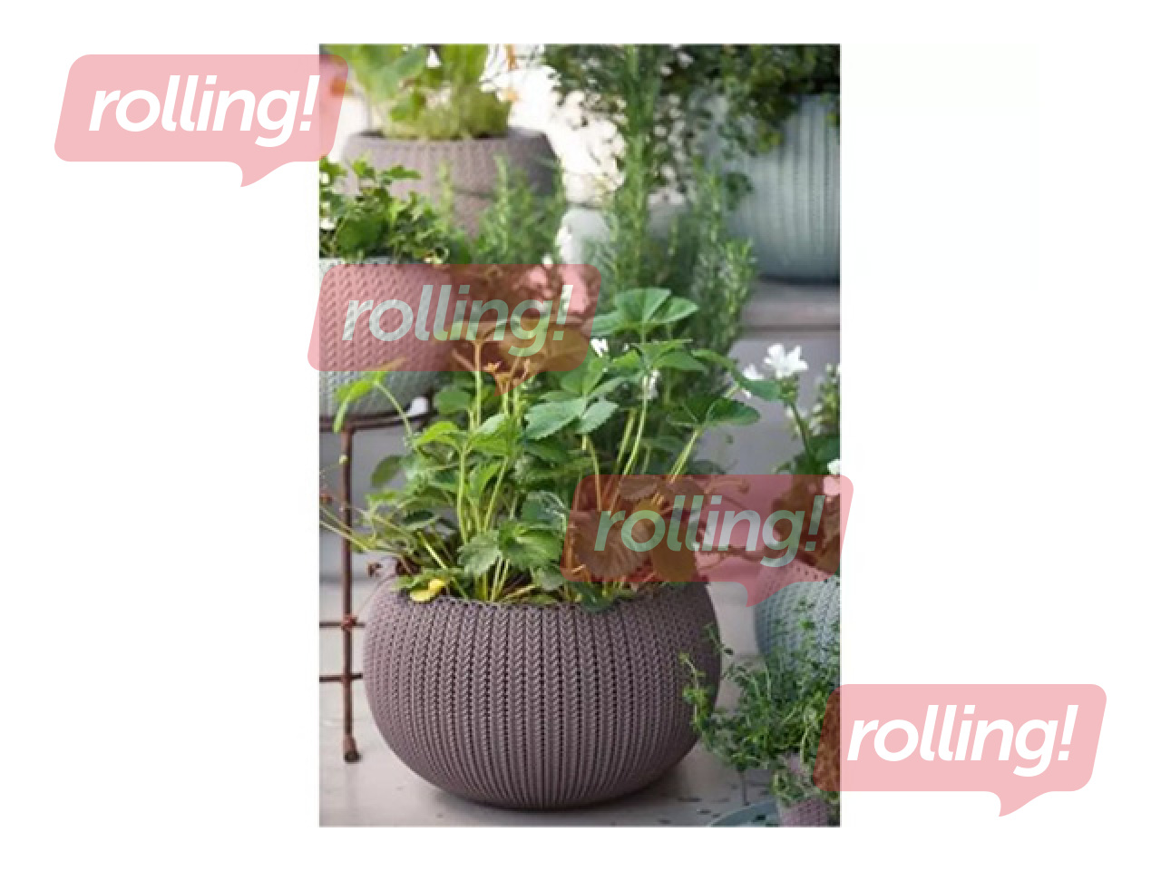 Dekoratīvais puķu pods Keter Cozy M, karināms, plastmasas, violets, Ø36cm