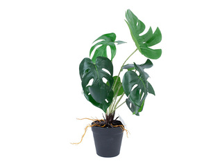 Kunsttaim Greenland, monstera, 40cm