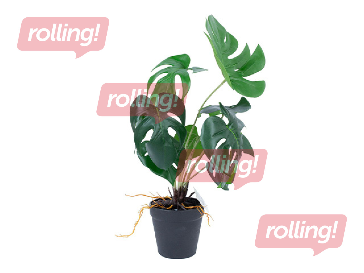Mākslīgais augs Greenland Monstera podiņā, 40cm