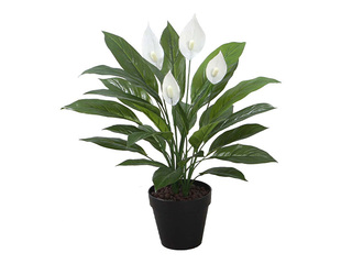 Artificial plant Spathe, peace lily, 60cm