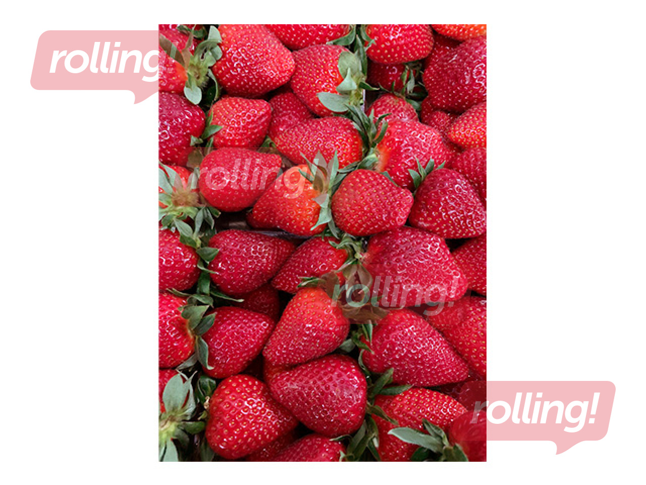 Strawberries, prepacked, 1st class, Netherlands, 500g