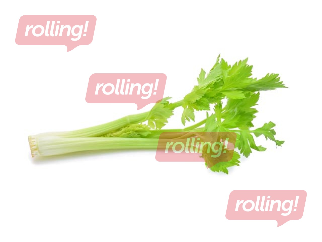 Selerijas kāti 14/16kal, 1.šķira, Spānija